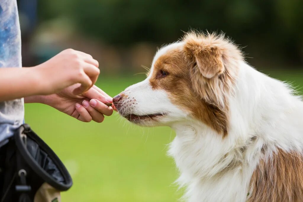 Девочка угощает собаку. Собака кусающая руку кормящего. Take your pet