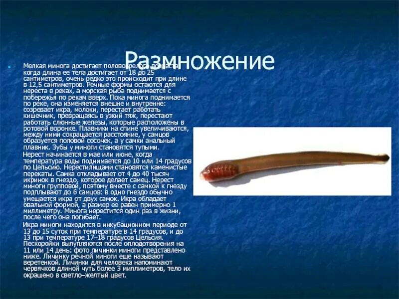 Сообщение о личинках миног. Сообщение о личинках миног