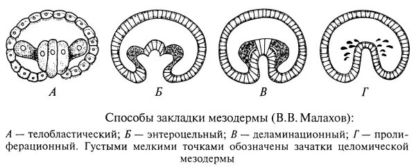 Способы образования мезодермы. Телобластический и энтероцельный способ закладки мезодермы. пути образования мезодермы. телобластический способ образования мезодермы. формирование мезодермы у первичноротых.