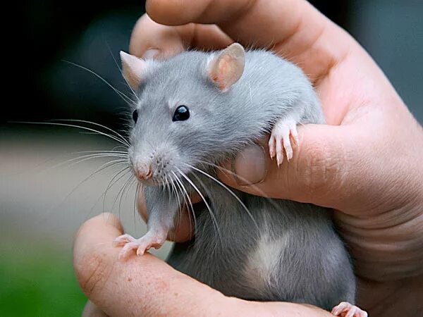 Blue rat