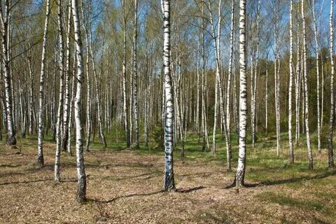 Песня рощи березовой стать белоствольная