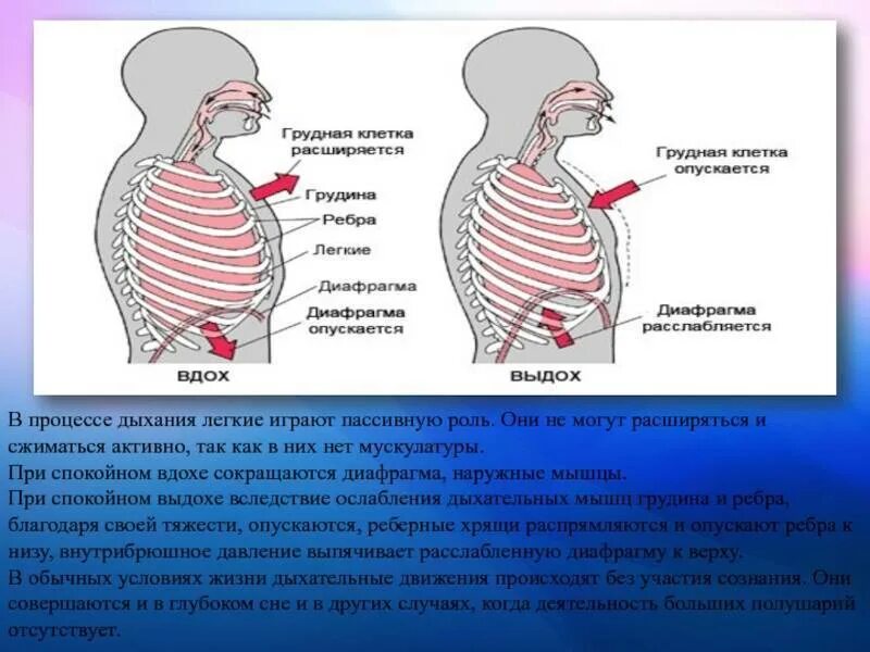 Какие движения происходят. Дыхание грудной клеткой. Грудная клетка на вдохе и выдохе. Движение грудной клетки при дыхании. Движение диафрагмы при дыхании.