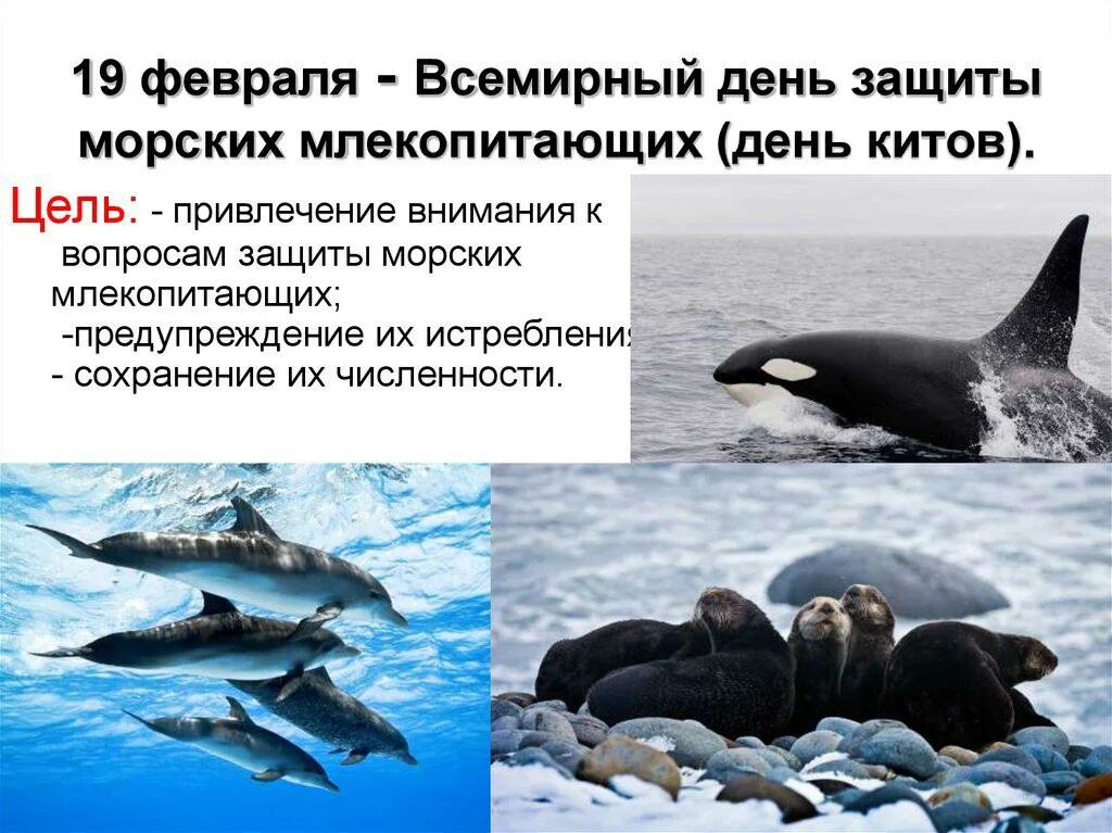Почему важно уделять внимание охране диких животных. Всемирный день морских млекопитающих 19 февраля. 19 Февраля Всемирный день китов и морских млекопитающих. 19 Февраля день защиты морских млекопитающих день кита. Всемирный день китов (день защиты морских млекопитающих).