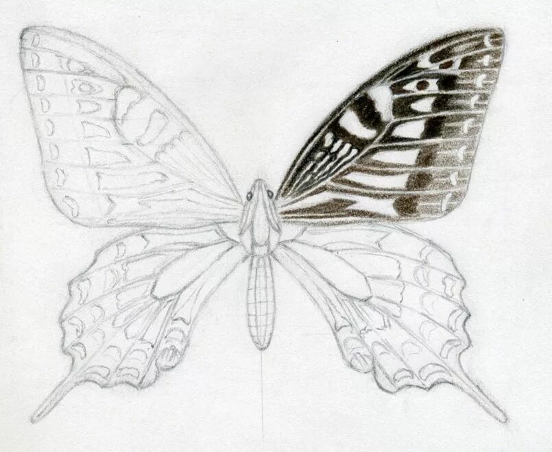 Рисование бабочки. Бабочка рисунок карандашом. Красивая бабочка рисунок для срисовки. Рисование бабочки карандашом. Красивые бабочки карандашом