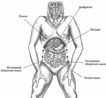 Корпусы туловища