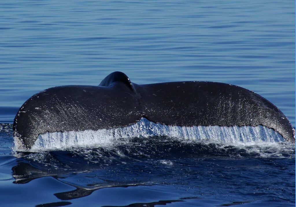 Кит самое большое млекопитающее. Синий кит млекопитающее. Синий кит (голубой кит). Синий кит блювал. Китообразные синий кит.