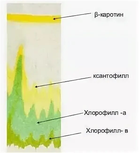 Разделение пигментов листа метод. Разделение пигментов листа методом хроматографии. Разделение пигментов методом бумажной хроматографии. Хроматография вытяжки листа. Хроматография пигментов листа.