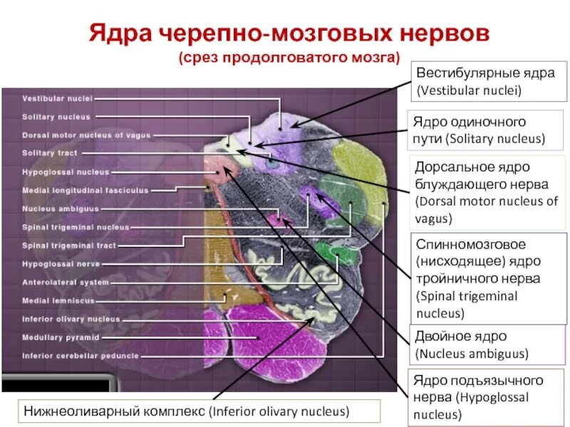 Какие ядра в черепных нервах. Ядра черепно мозговых нервов. Ядра черепно мозговых нервов продолговатого мозга. Черепные нервы ядра. Ядра чеепномозговых нервов.