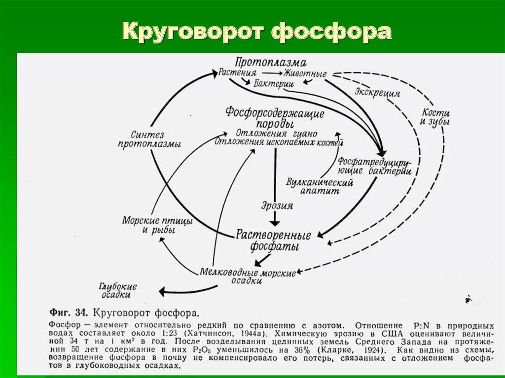 Круговорот фосфора ( по п. Дювиньо и м. Тангу ). Круговорот фосфора в природе с формулами. Круговорот фосфора экология. Круговорот веществ фосфора схема.