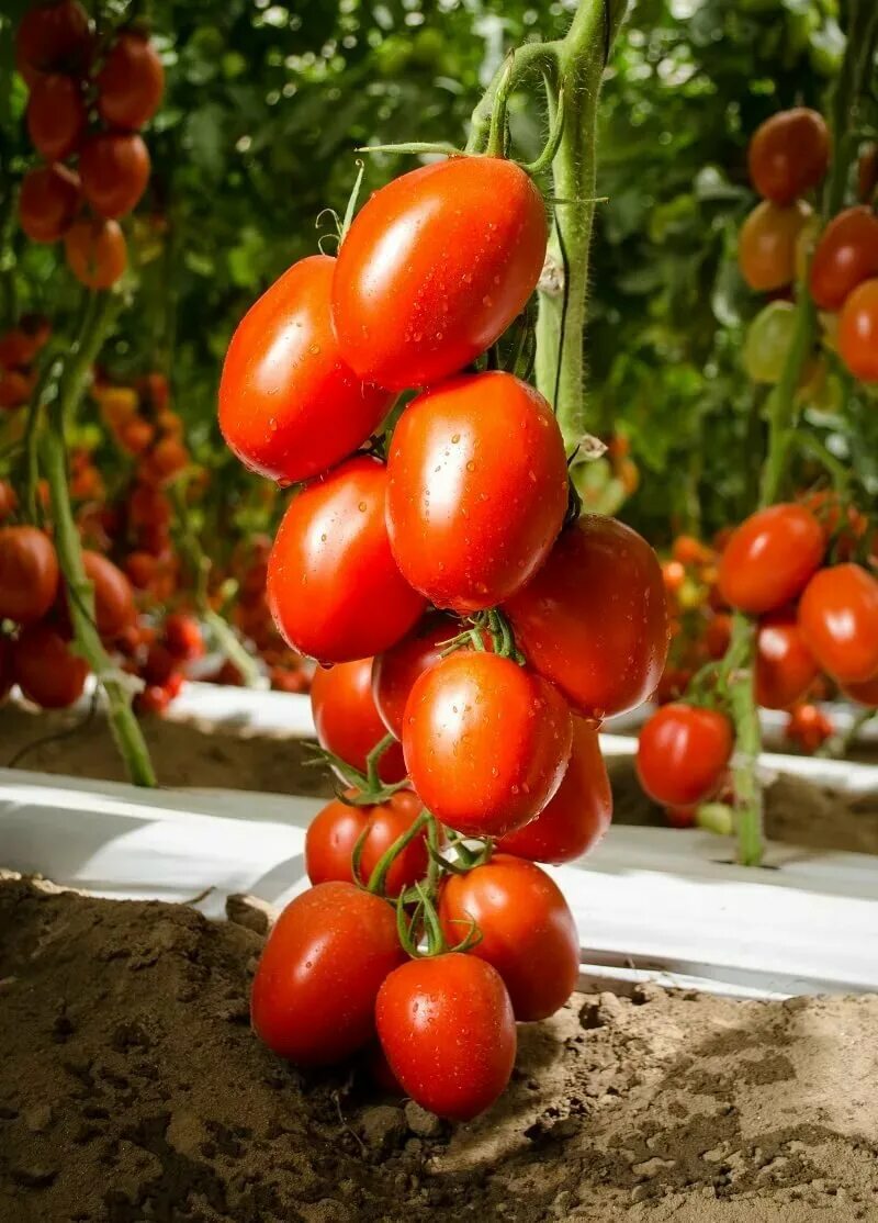 Томат империя характеристика и отзывы. Томат империя характеристика и отзывы. Томат империя характеристика и отзывы. Томат китайский розовый седек. Томат малиновая генрика f1.