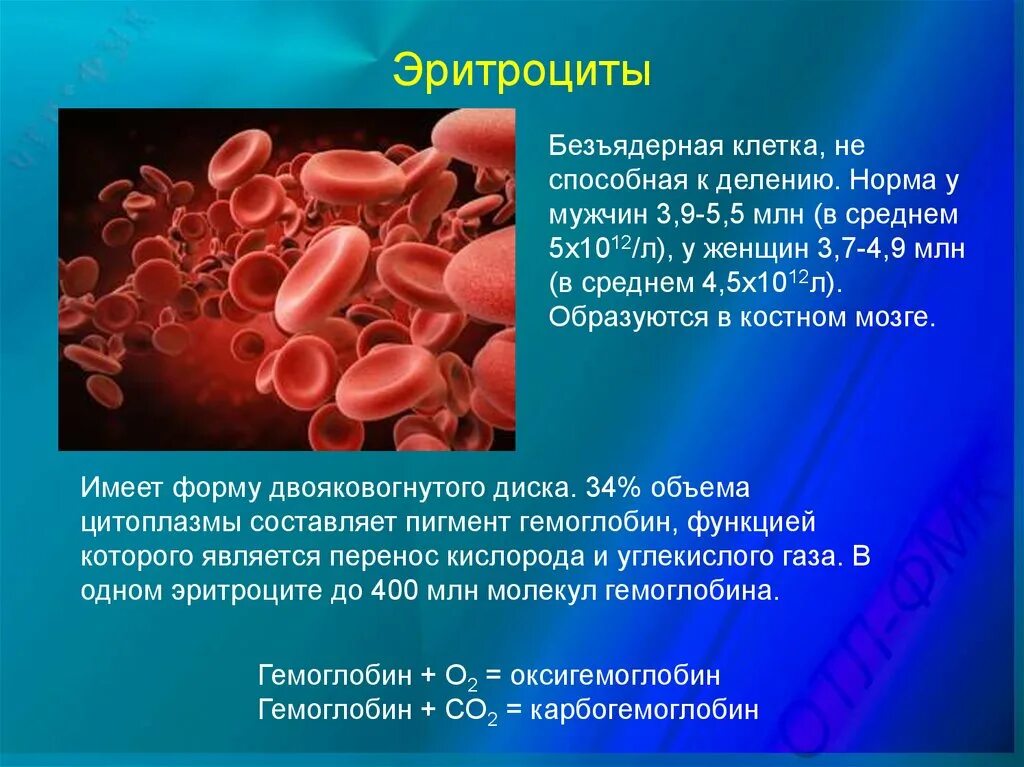 Эритроциты что это. Красная кровяная клетка (Безъядерная). Эритроциты способны к. Эритроциты безъядерные клетки. Эритроциты в крови.