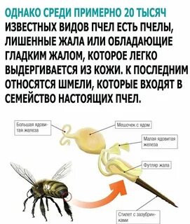 Тая жата