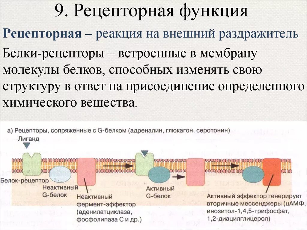 Какие функции выполняют белки мембран. Рецепторная функция плазматической мембраны. Рецепторная функция мембраны. Функции белков рецепторов клеточных мембран. Рецепторно сигнальная функция мембран.