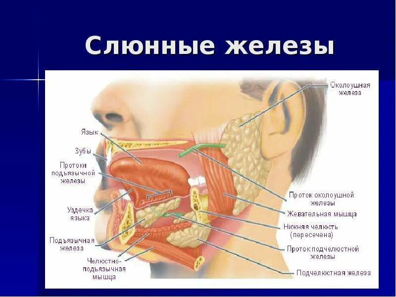 Физиология полости рта. Слюнные железы строение анатомия. Околоушная железа анатомия латынь.