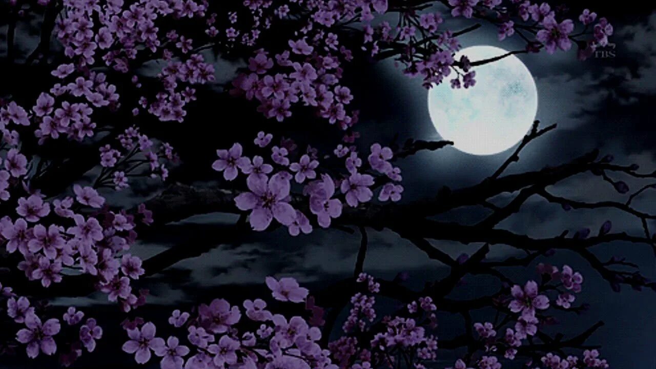Сакура. Весенняя ночь. Цветущая Сакура. Японские цветы. Бледная сакура