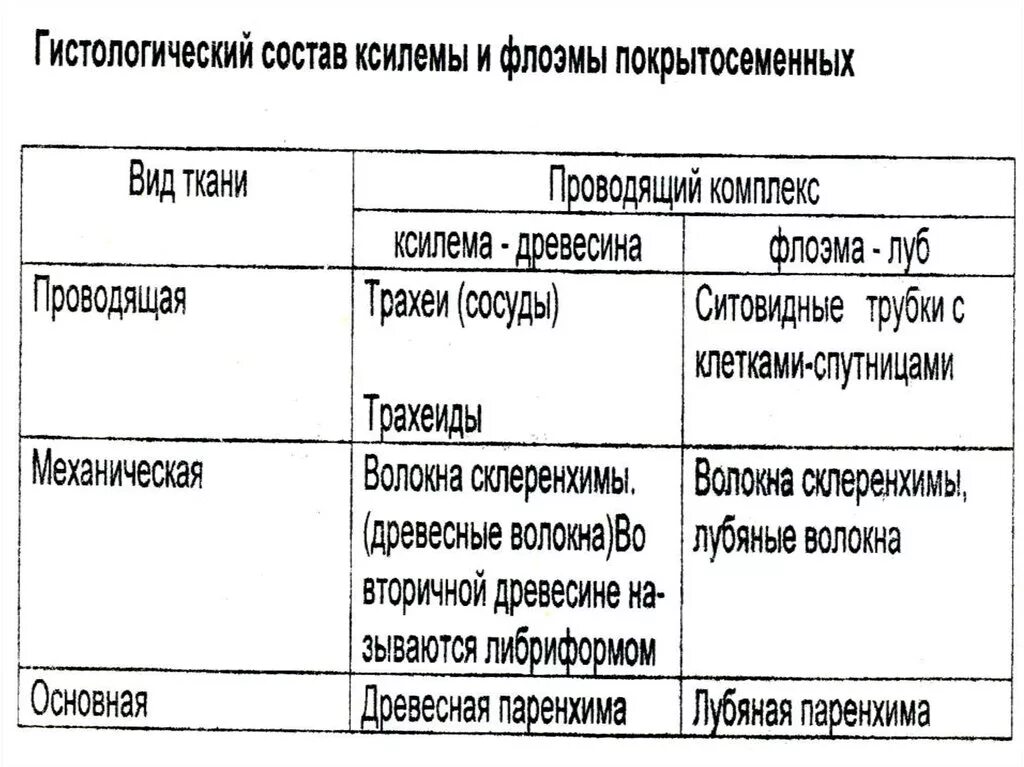 Состав флоэмы и ксилемы. Сходства ксилемы и флоэмы. Ткани растений Ксилема флоэма. Сравнительная характеристика флоэмы и ксилемы. Укажите признаки характерные для флоэмы