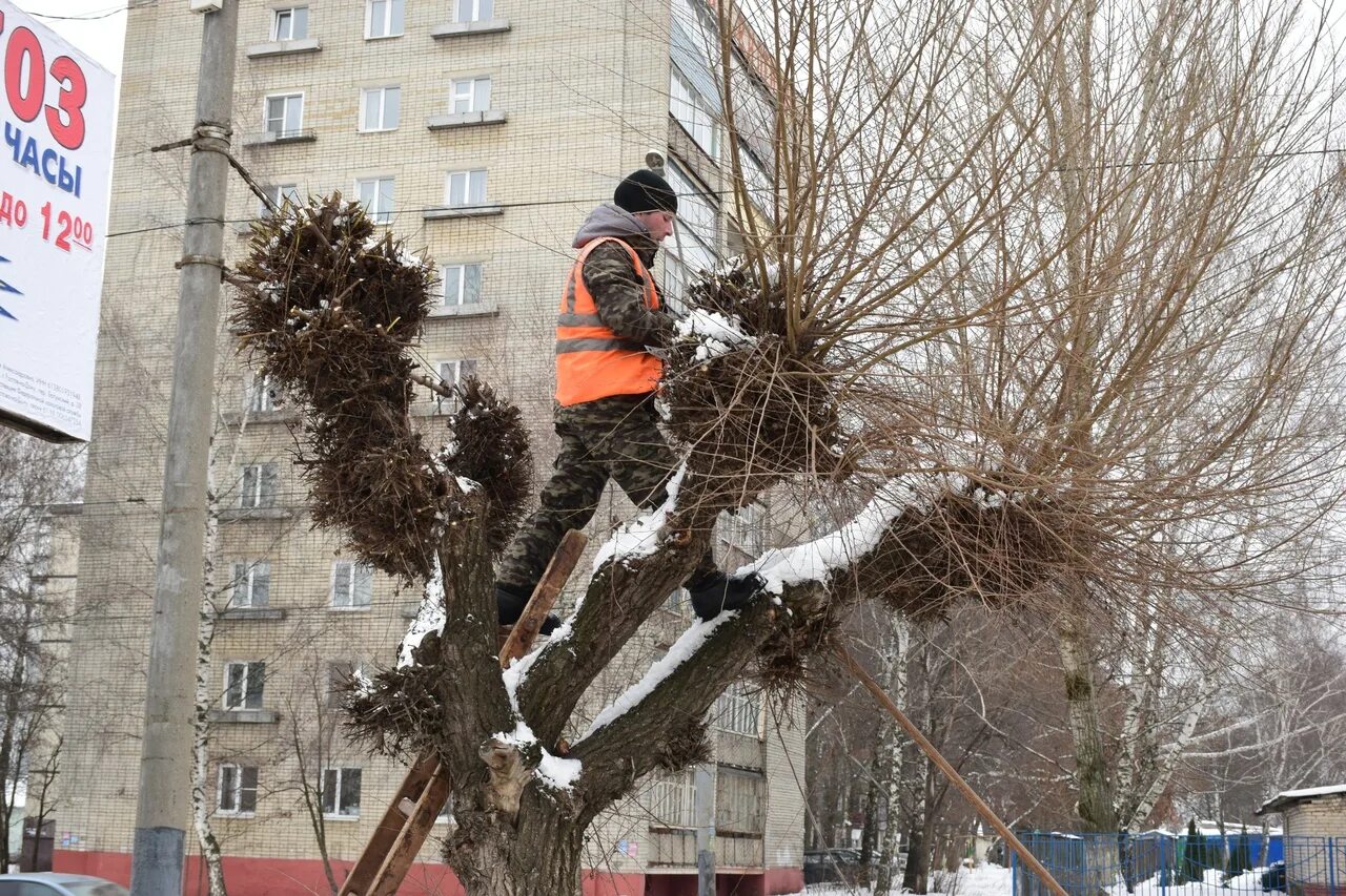 Обрезка деревьев на придомовой территории. Серебристый тополь кронирование. кронирование деревьев. формовочная обрезка деревьев. обрезанные деревья.