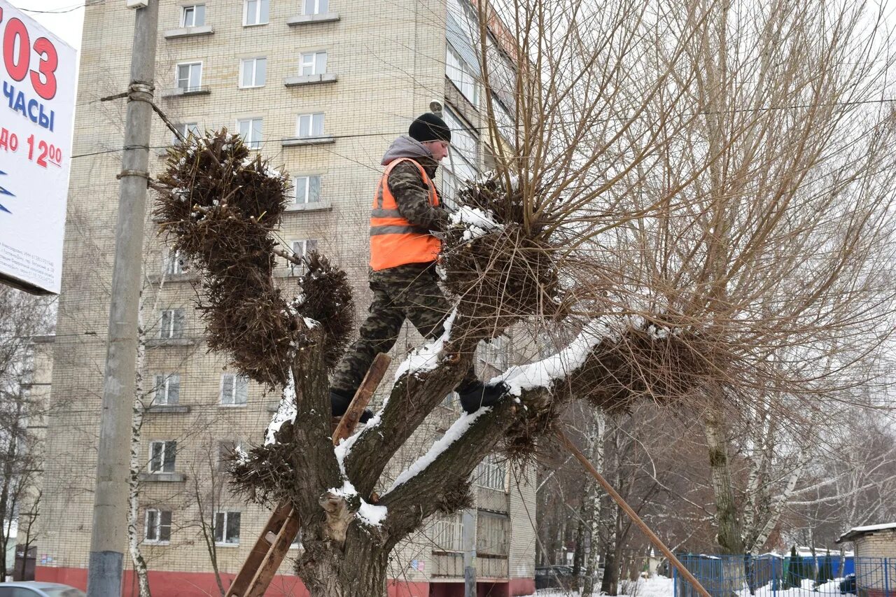 Спил деревьев на придомовой территории. Серебристый Тополь кронирование. Кронирование деревьев. Формовочная обрезка деревьев. Обрезанные деревья.