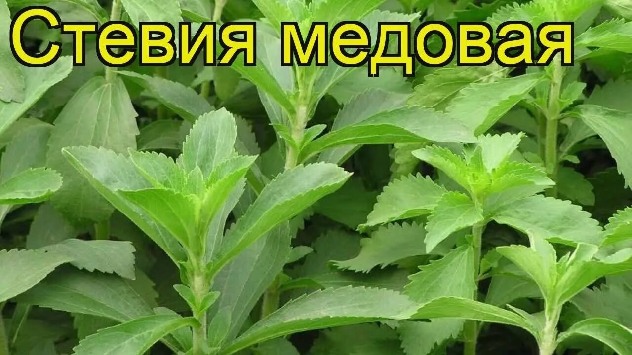 Можно ли использовать стевию