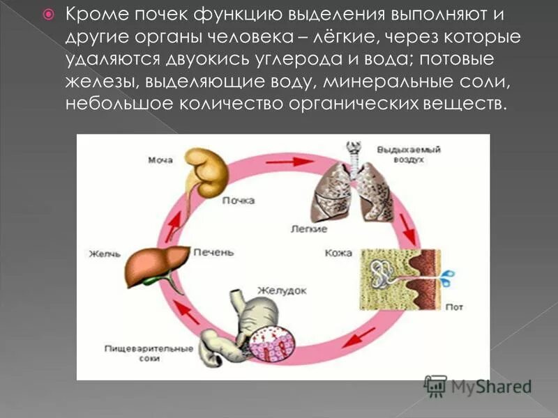 Через легкие удаляются продукты