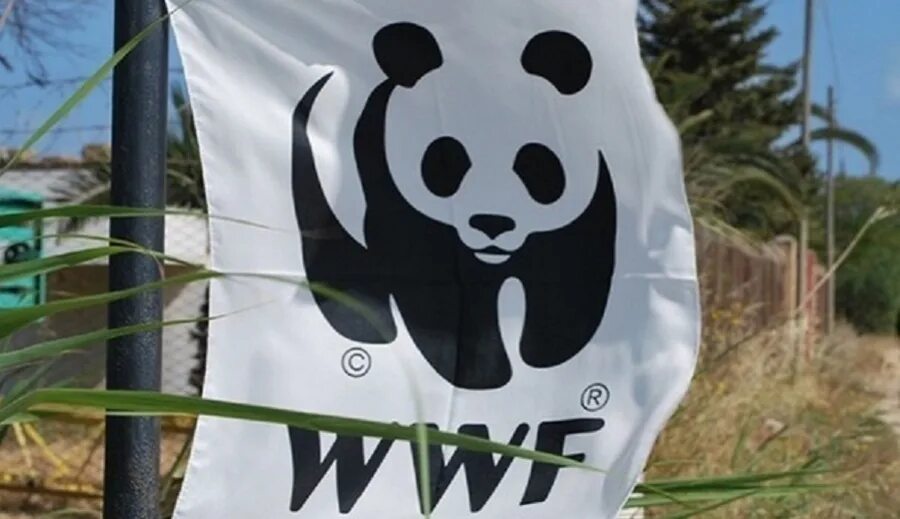 Всемирный фонд дикой природы. Всемирный фонд дикой природы WWF. Всемирный фонд охраны дикой живой природы (WWF). Панда символ Всемирного фонда дикой природы. Флаг WWF.