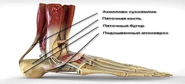Воспаление сухожилия на пятке симптомы и лечение