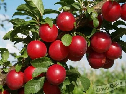 Песня алыча