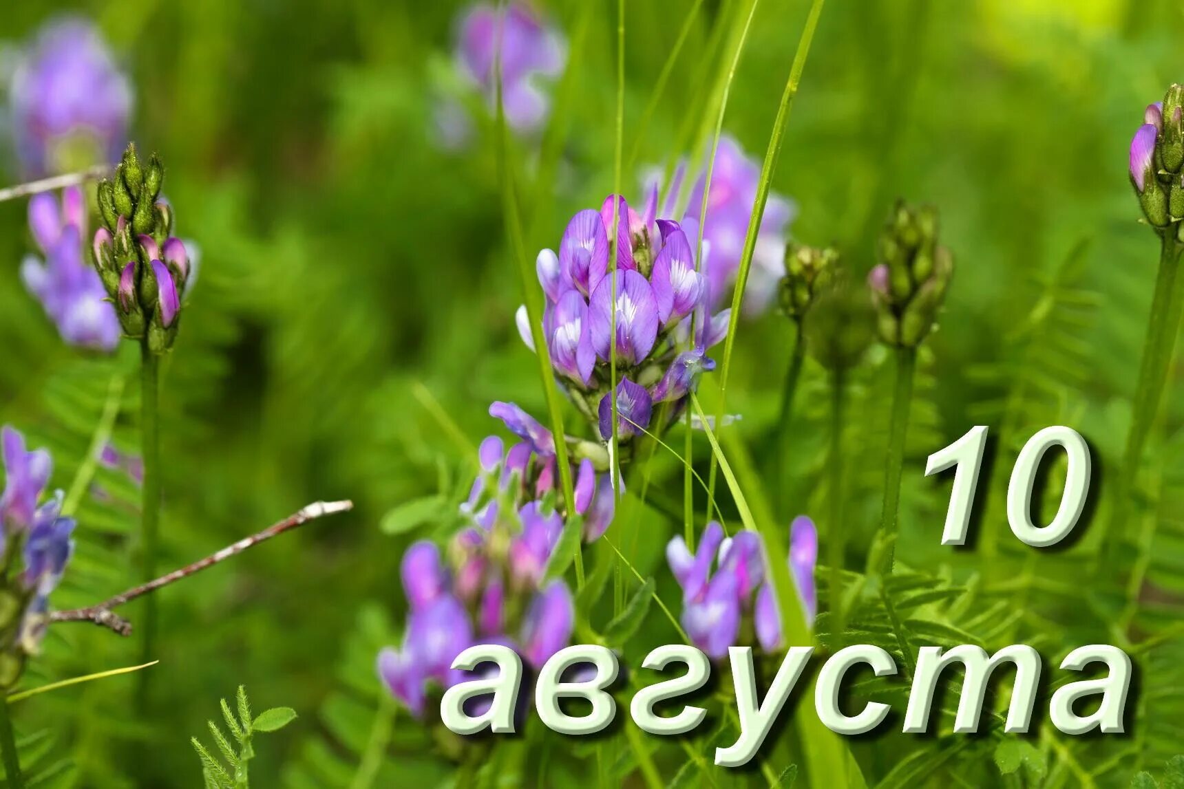 Какой день картинки. 10 Августа. Прохоры Пармены 10 августа. 10 Августа - Прохоры – перемены. 10 Августа народный календарь.