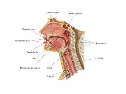 Қисық әйел порно видео