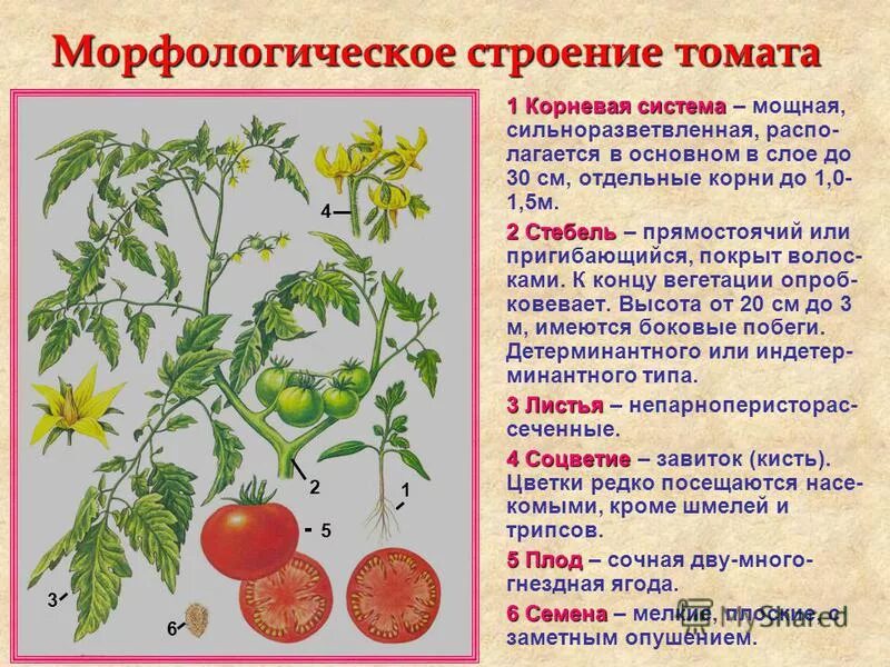 Томат растение биология. Томат строение растения. Внешнее строение томата. Строение стебля томата. Строение саженца томата.