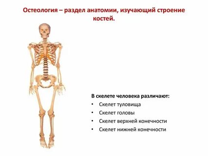 Особенности скелета туловища