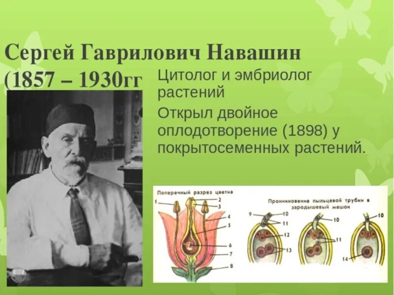 Двойное оплодотворение у растений открыл. Навашин открыл двойное оплодотворение. Двойное оплодотворение у растений навашиш.