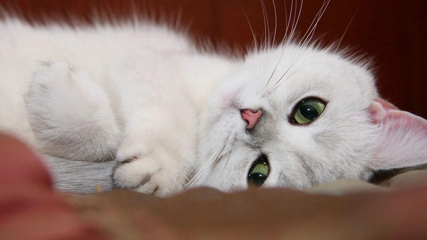 Какого нибудь кота