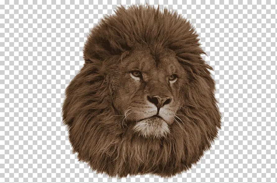 Лев без головы. Голова Льва. Грива Льва. Морда Льва на белом фоне. Грива Льва на белом фоне.