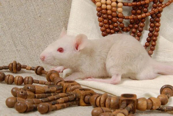 крыса бананчик. белая крыса ест сыр. банановая мышь. хомяк с бананом во рту.