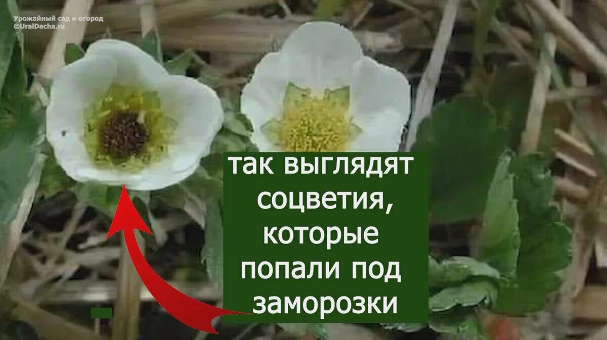 Кусты клубники после зимы. Старый куст клубники. Листья клубники после заморозков. Клубника растения вымерзлв. Клубника после заморозков весной что делать.