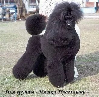 Уши пуделя