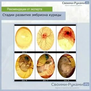 Стадии зародыша курицы
