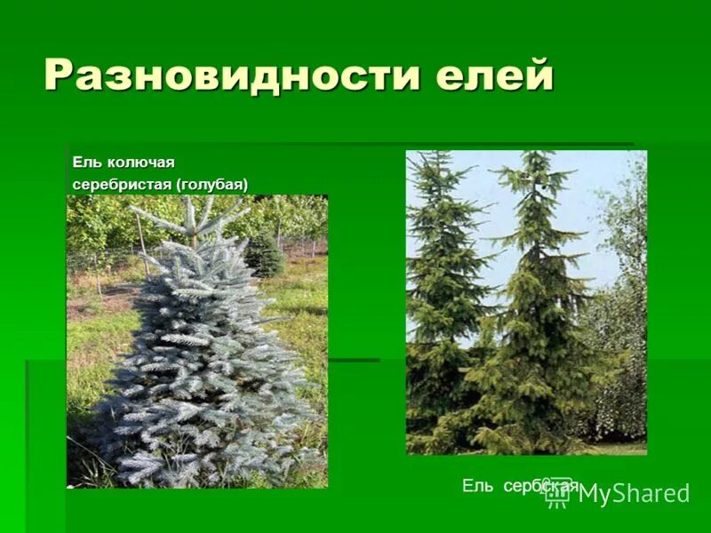 хвоинки дерева ель обыкновенная. как выбрать елку. Picea canadensis шишки. виды и разновидность ели. сосна абиес.