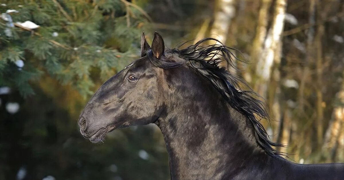 Кладрубская лошадь. Кладрубская порода лошадей. Чешская порода лошадей старокладрубская. Кладрубская лошадь серая. Вороная кладрубская лошадь.