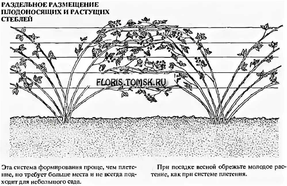 Как обрезать ежевику весной для начинающих правильно. Схема формировки ежевики. Схема посадки ежевики. Ежевика Торнфри схема посадки. Схема посадки ежемалины.