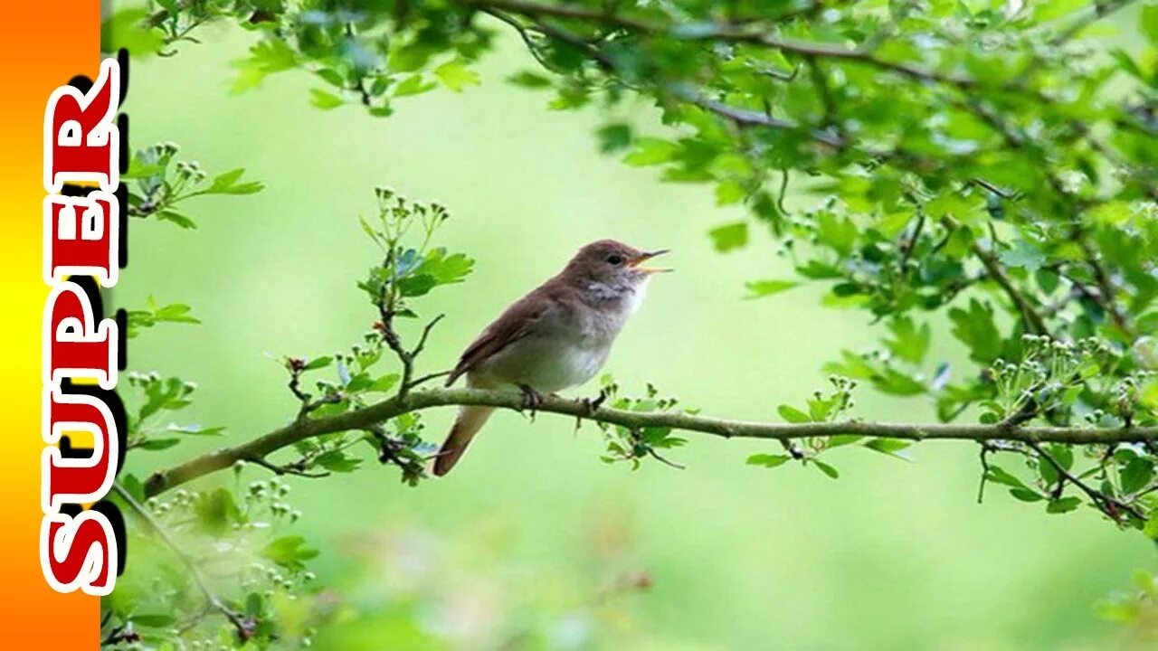 Шум в лесу птицы. Пение птиц в утреннем лесу. Утреннее пение птиц. Звуки природы, шум леса, пение птиц.
