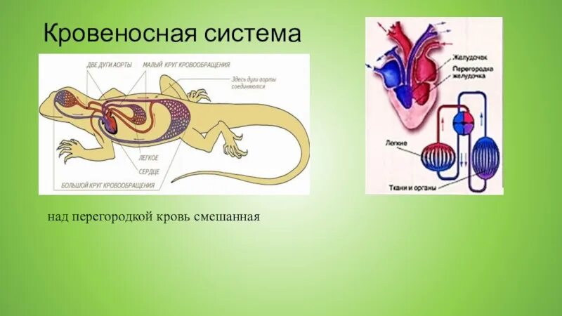 Смешанная кровь у рептилий