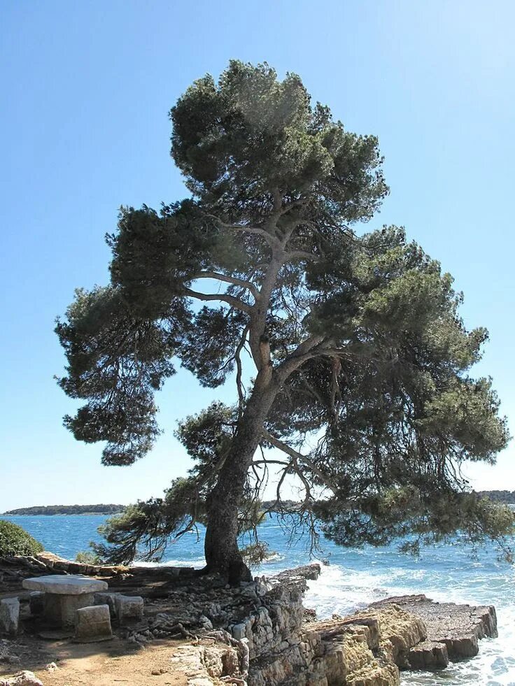 File:Aleppo Pines grove, Pinet, Hérault 02.jpg - Wikipedia