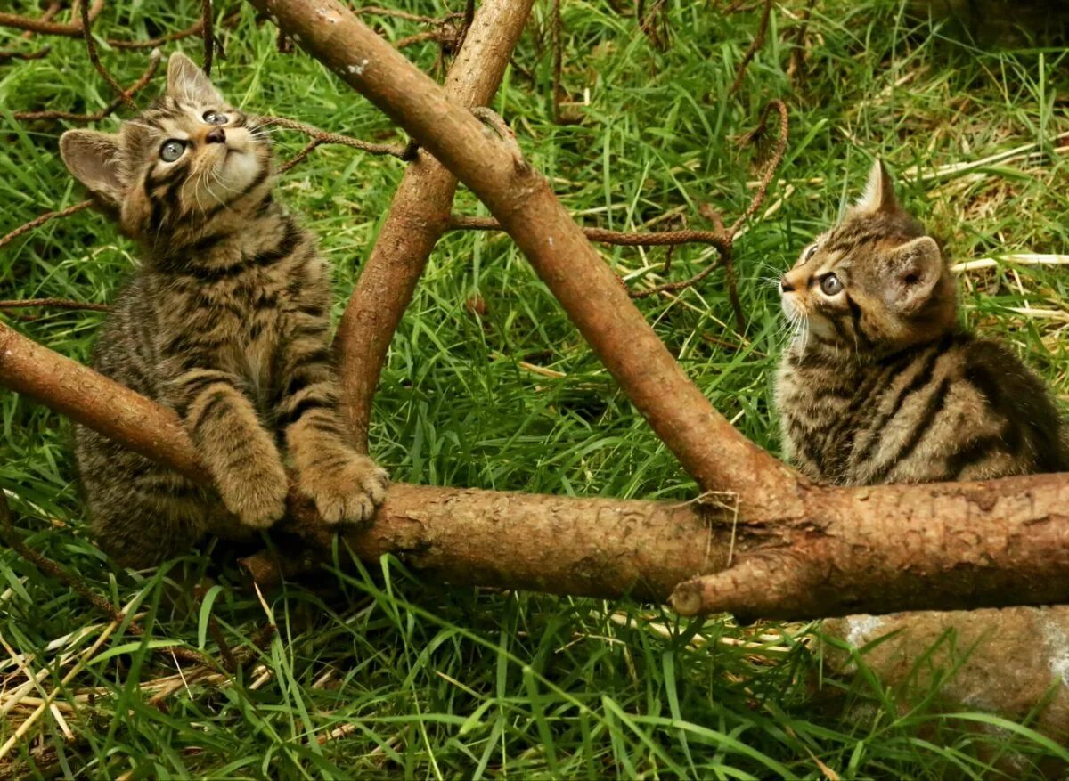 Wild kitty net