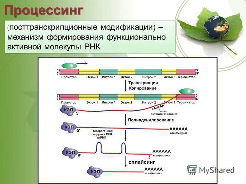 Процесс модификации. Посттранскрипционная модификация (процессинг) рнк. посттранскрипционные процессы у эукариот. посттранскрипционная модификация пре-рнк. посттранскрипционный процессинг рнк.