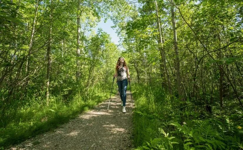 К чему снится идти по лесу. Прогулка в лесу. прогулка в лесу летом. утренняя прогулка по лесу. утренняя прогулка в лесу.