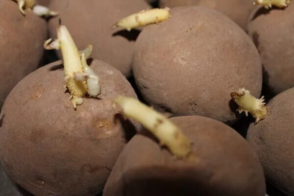 Как понять что картошка испортилась