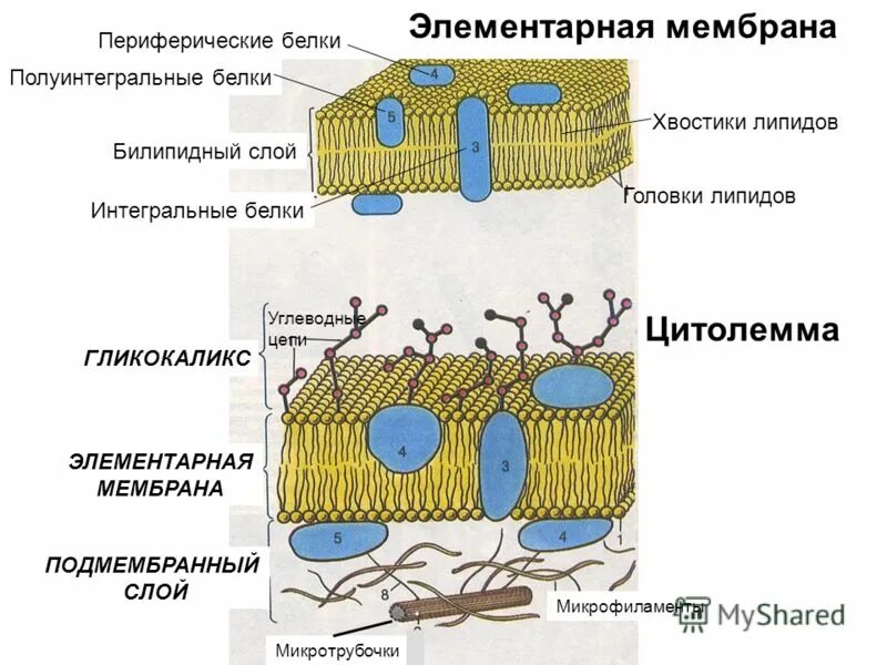 интегральные полуинтегральные и периферические белки. строения интегральные белки мембран. интегральные полуинтегральные белки. интегральные белки полуинтегральные поверхностные. интегральные полуинтегральные белки.