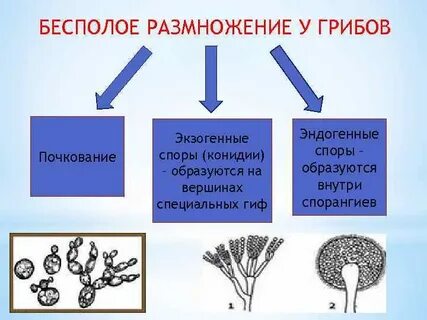 Бесполые споры